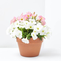 POTUNIA DUO MACETA 17CM