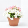 POTUNIA DUO MACETA 17CM
