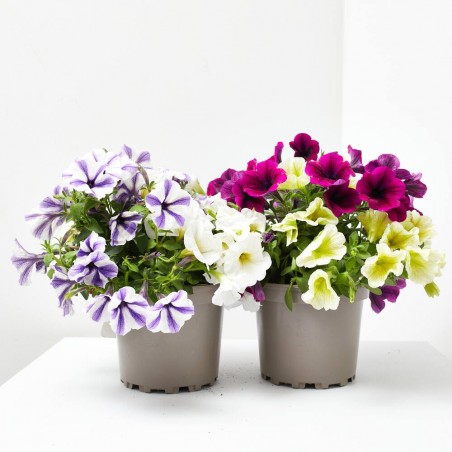 POTUNIA DUO MACETA 17CM