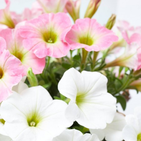 POTUNIA DUO MACETA 17CM