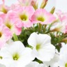 POTUNIA DUO MACETA 17CM