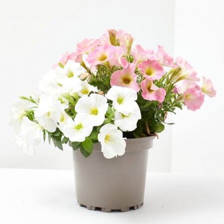 POTUNIA DUO MACETA 17CM