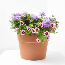 FLORES COMBINADAS TARRINA 22CM