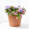 FLORES COMBINADAS TARRINA 22CM