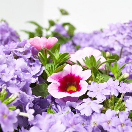 FLORES COMBINADAS TARRINA 22CM