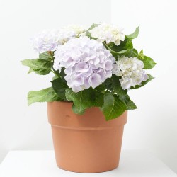 HORTENSIA MACETA 23CM REMBRANDT