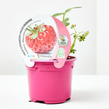 FRESA FRAMBERRY MACETA 11CM