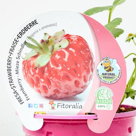 FRESA FRAMBERRY MACETA 11CM