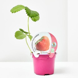 FRESA CHARLOTTE M-11