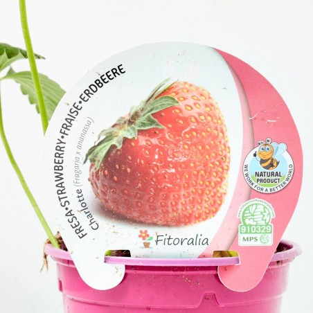 FRESA CHARLOTTE M-11