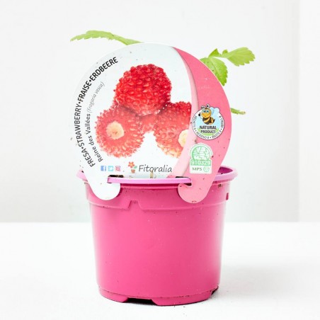 FRESA REINE DES VALLÉES M-11