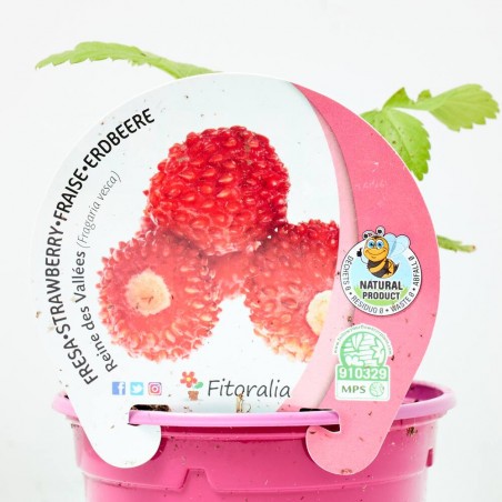 FRESA REINE DES VALLÉES M-11