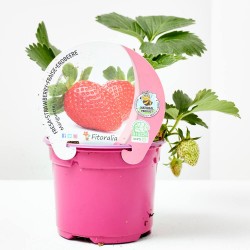 FRESA MARIGUETTE M-11