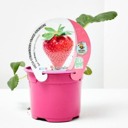 FRESA SAN ANDREAS M-11