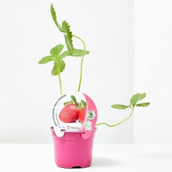 FRESA MARA DE BOIS M-11