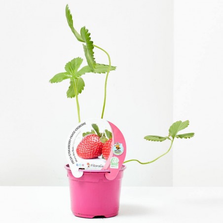 FRESA MARA DE BOIS M-11