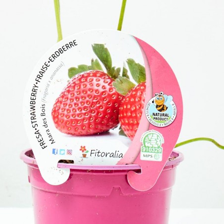 FRESA MARA DE BOIS M-11