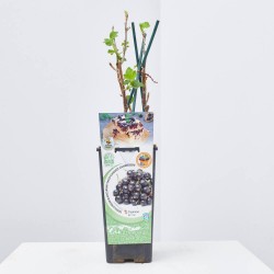 GROSELLERO NEGRO 2L ROJO