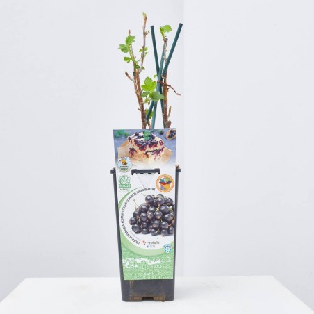 GROSELLERO NEGRO 2L ROJO