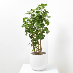 POLYSCIAS 5L VARIEDADES