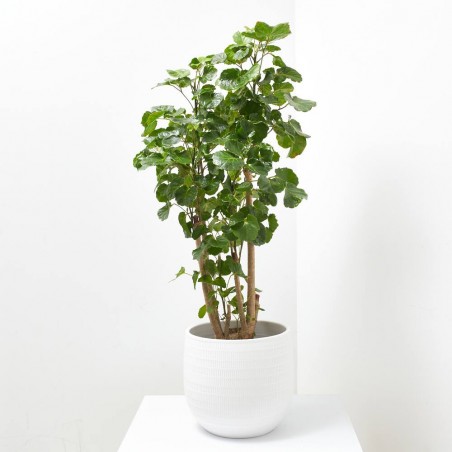POLYSCIAS 5L VARIEDADES