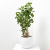 POLYSCIAS 5L VARIEDADES