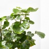 POLYSCIAS 5L VARIEDADES