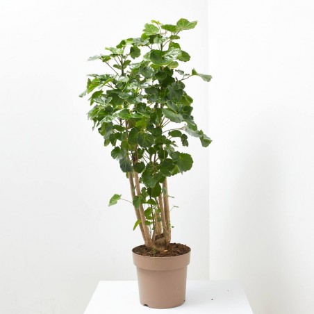 POLYSCIAS 5L VARIEDADES
