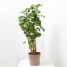 POLYSCIAS 5L VARIEDADES