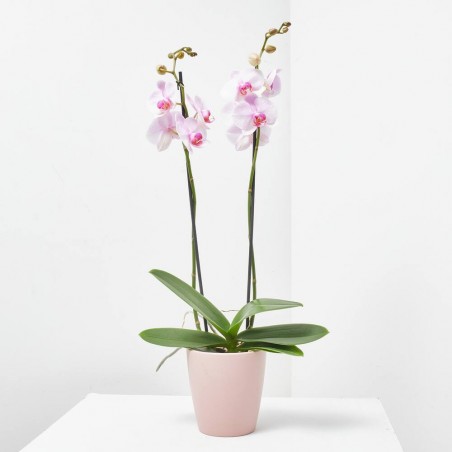 ORQUÍDEA PHALAENOPSIS 2TALLOS + MACETERO THALIA ROSA