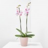 ORQUÍDEA PHALAENOPSIS 2TALLOS + MACETERO THALIA ROSA