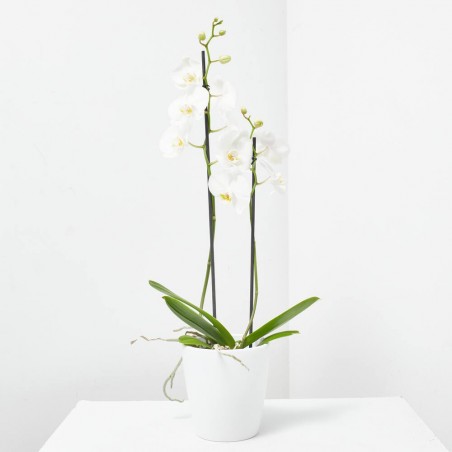 ORQUÍDEA PHALAENOPSIS 2TALLOS + MACETA THALIA BLANCO
