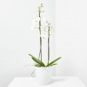 ORQUÍDEA PHALAENOPSIS 2TALLOS + MACETA THALIA BLANCO