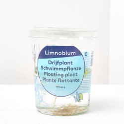 LIMNOBIUM SPONGIA VASO 12CM