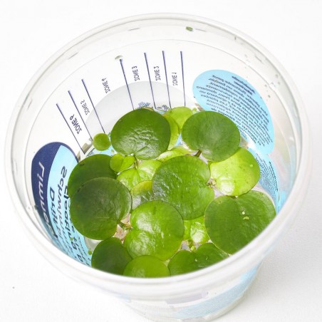 LIMNOBIUM SPONGIA VASO 12CM