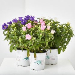 CAMPANULA EXTERIOR MACETA 13CM