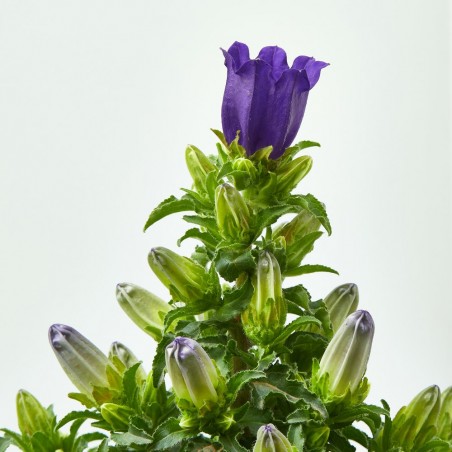 CAMPANULA EXTERIOR MACETA 13CM