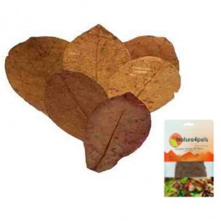 HOJAS TERMINALIA CATAPPA XS (10 UND)