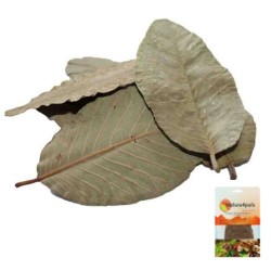 HOJAS GUAYABA (15 UND)