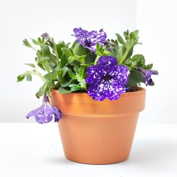 PETUNIA CONSTELLATION MACETA 13CM