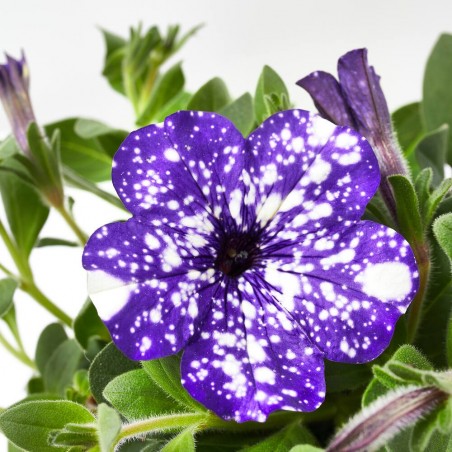 PETUNIA CONSTELLATION MACETA 13CM