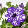 PETUNIA CONSTELLATION MACETA 13CM