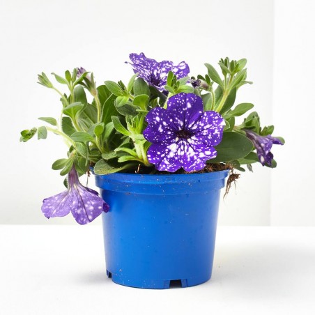 PETUNIA CONSTELLATION MACETA 13CM