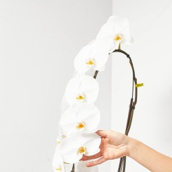 PHALAENOPSIS BLANCA FORMIDABLO M-15