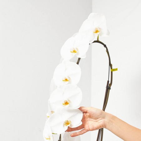 PHALAENOPSIS BLANCA FORMIDABLO M-15