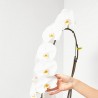 PHALAENOPSIS BLANCA FORMIDABLO M-15