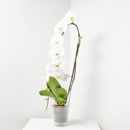 PHALAENOPSIS BLANCA FORMIDABLO M-15