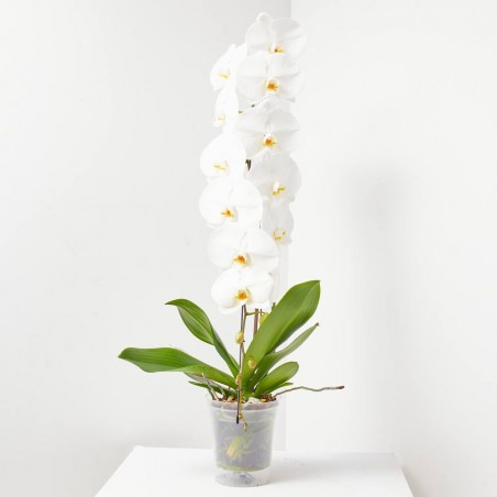 PHALAENOPSIS BLANCA FORMIDABLO M-15