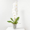 PHALAENOPSIS BLANCA FORMIDABLO M-15