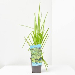 CYPERUS ALTERNIFOLIUS